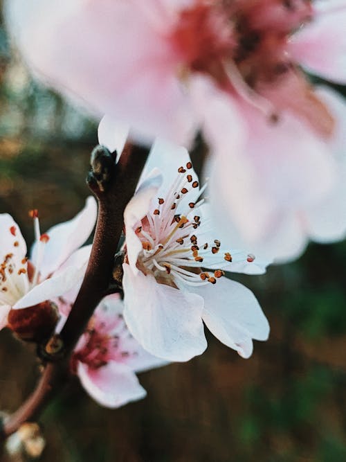 Blooming flower with delicate petals growing in park