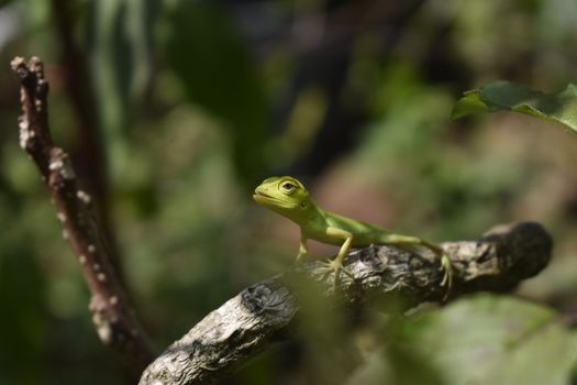 Anole lizard resting on dry tree trunk in forest