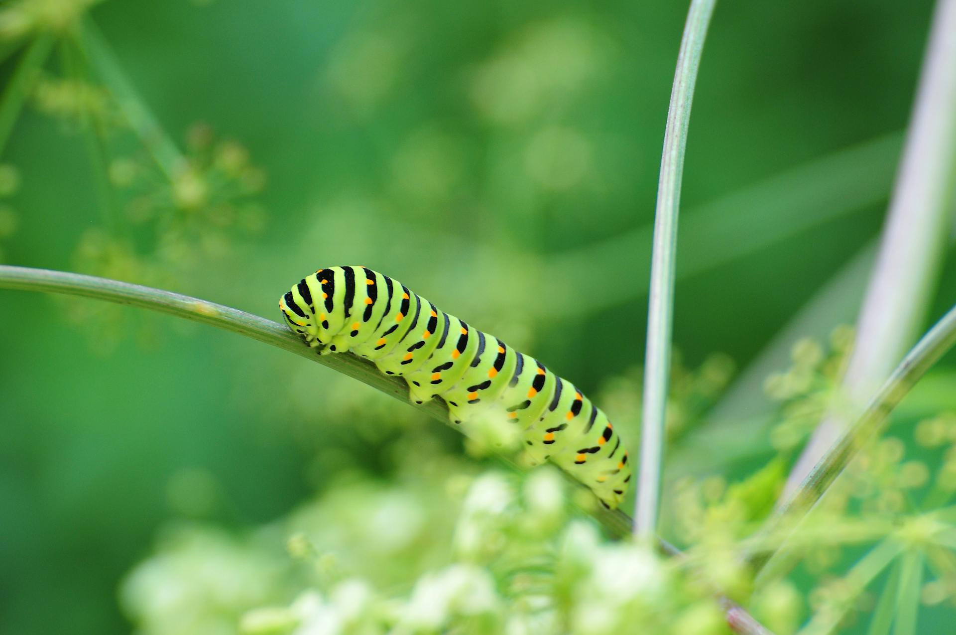 Bright caterpillar with ribbed ornamental abdomen and many legs crawling while eating thin green leaf in daylight in garden