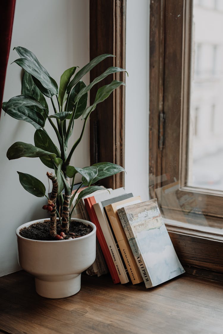 Green Plant On White Ceramic Pot