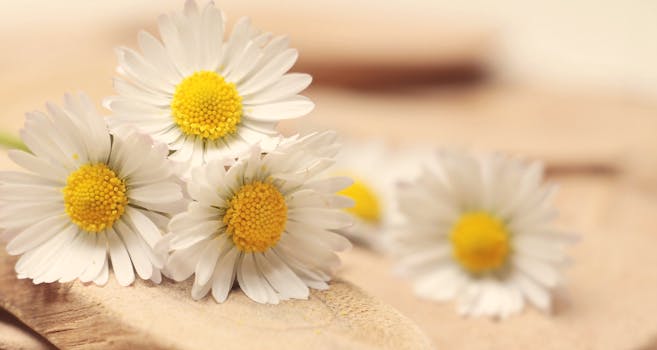 Free stock photo of flowers, yellow, petals, blur