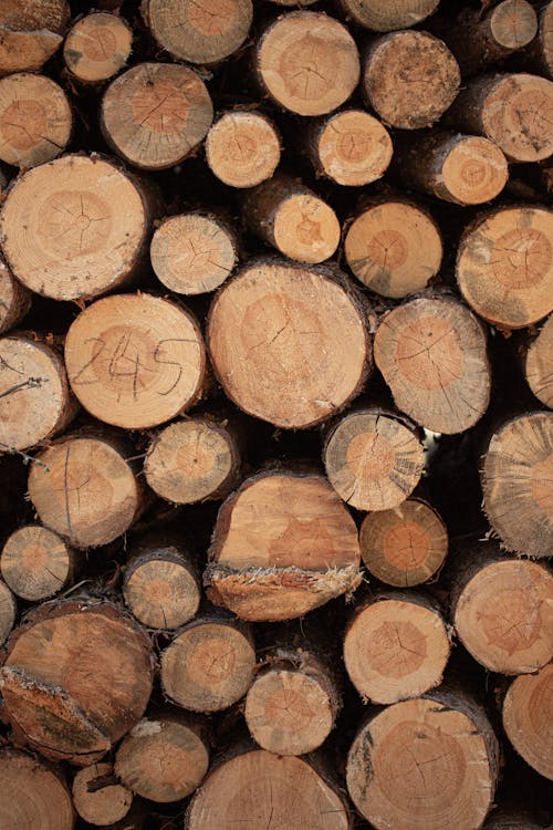 Close Up Photo of Stacked Tree Logs