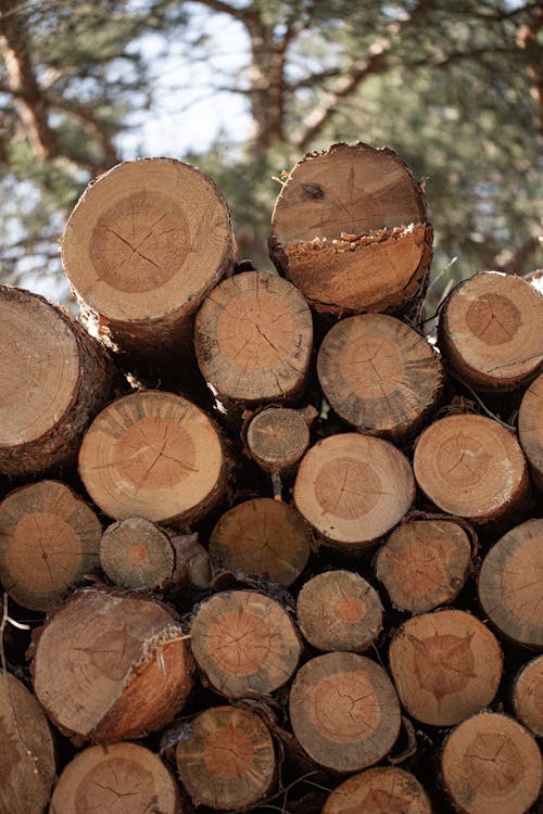 Pile of Tree Logs in Close Up Photography