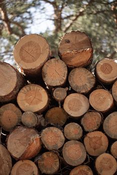 Close-up view of neatly stacked tree logs outdoors, showcasing wood grain patterns.