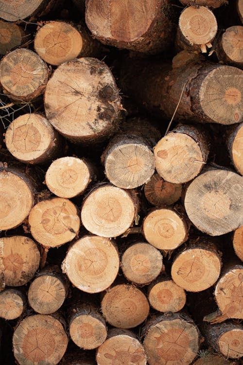 Close Up Photo of Tree Logs