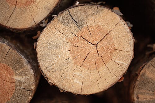 Close Up of Wooden Log 