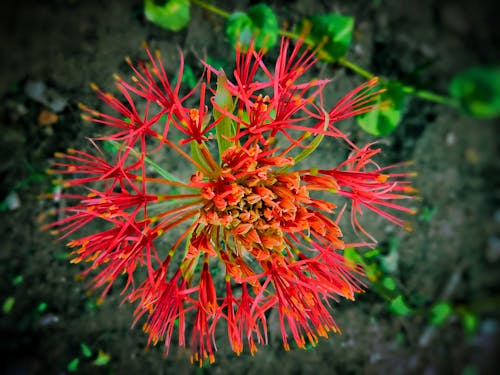 Free stock photo of beautiful flower, blood lilly, flower