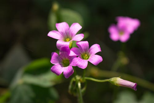 Free Close Up of Purple Flowers Stock Photo