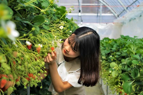 A Girl Picking Strawberries