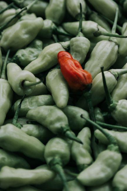Vibrant red chili pepper stands out among a pile of green peppers in this striking image.