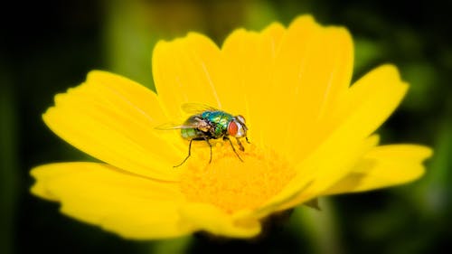 Foto d'estoc gratuïta de flor groga, insecte, mosca