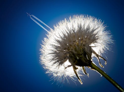 Gratis arkivbilde med bakbelysning, blå himmel, fly