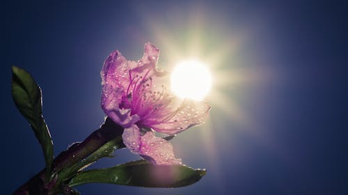 Kostenloses Stock Foto zu hintergrundlicht, schöne blume, sonne