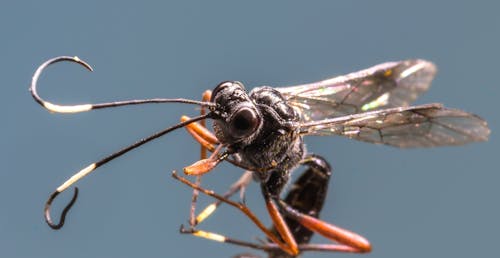 Macro Shot of Winged Insect