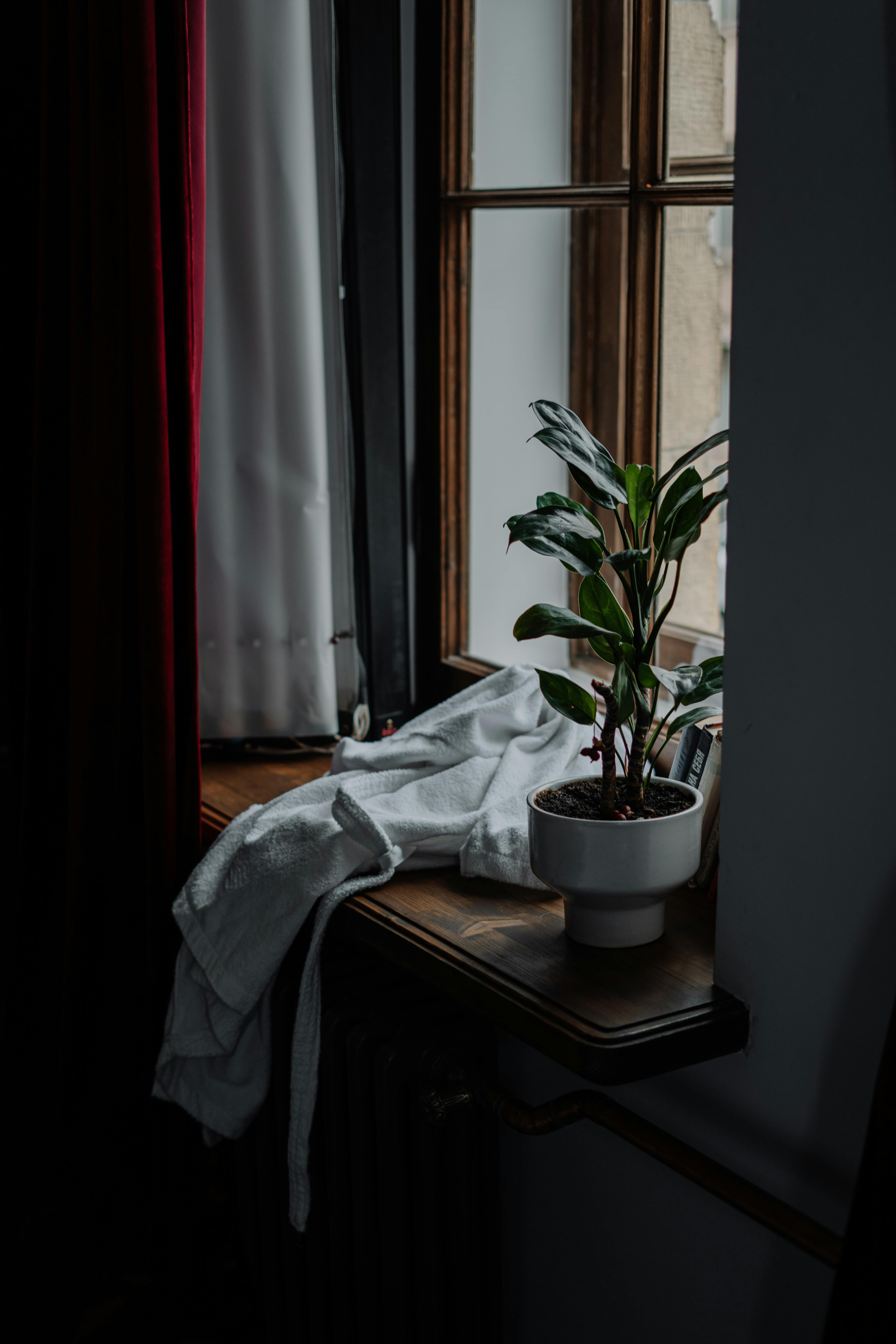 Gratuit Imagine de stoc gratuită din casa de plante, colț de relaxare, corner liniștit Fotografie de stoc