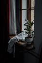 Green Potted Plant on Brown Wooden Table