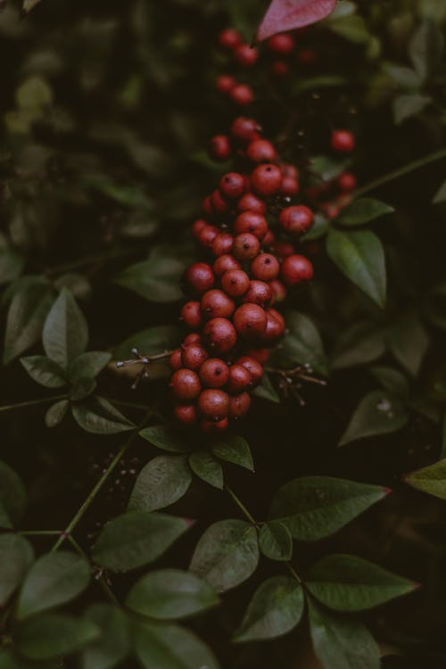 Free Bunch of red berries growing in garden Stock Photo