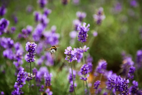 Free Close-up of a bee pollinating lavender flowers in a colorful flower field. Stock Photo