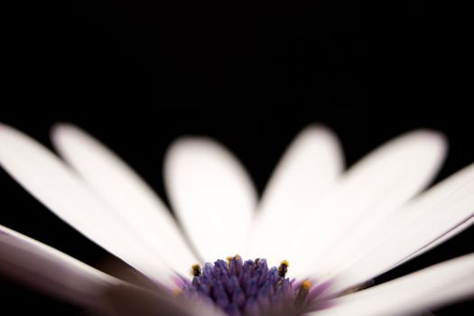 Stunning macro photo of a white flower with a black background showcasing intricate petals and vivid center details.
