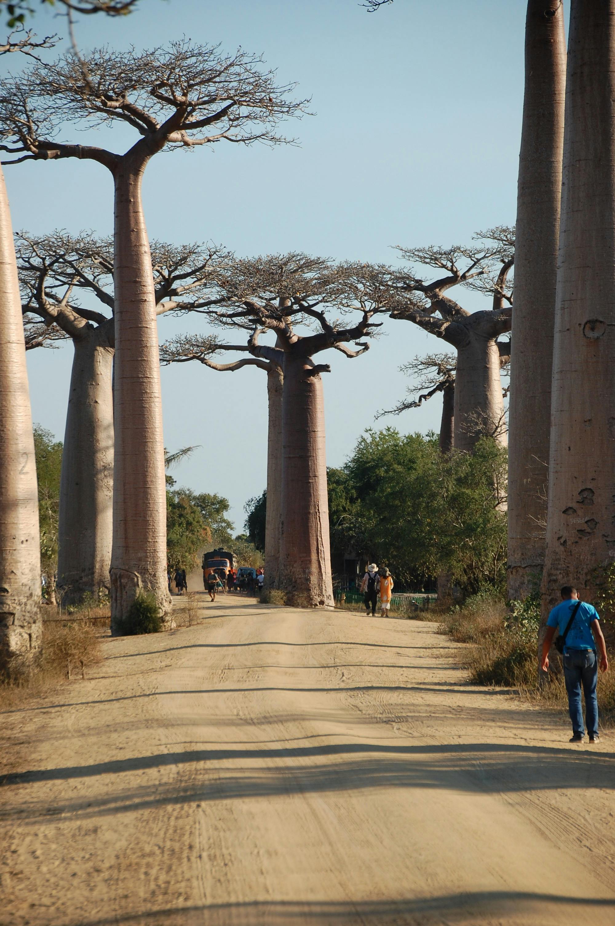 Baobab Trees Photos Download The BEST Free Baobab Trees Stock Photos   Pexels Photo 4153968 