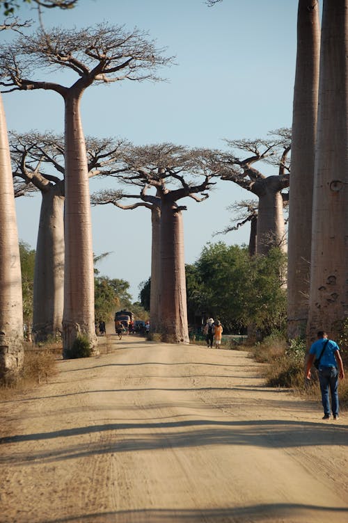 Fotos de stock gratuitas de arboles baobab, atracción turística, avenida de los baobabs