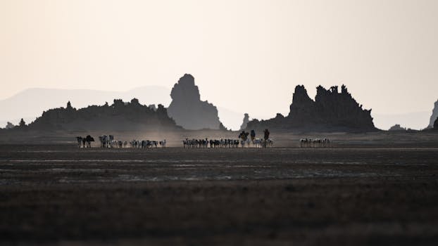 A herd of cattle traverses the dry plains of Djibouti, framed by rugged mountains at dusk.