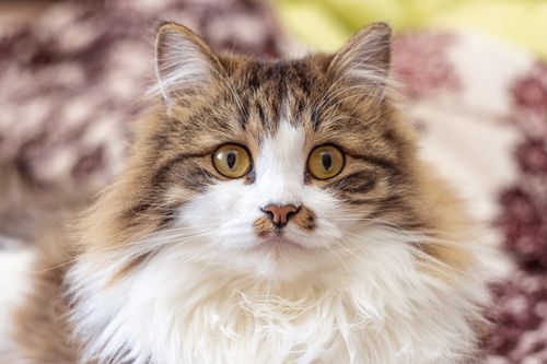 Free Adorable fluffy white and brown tabby cat sitting on bed and looking at camera Stock Photo