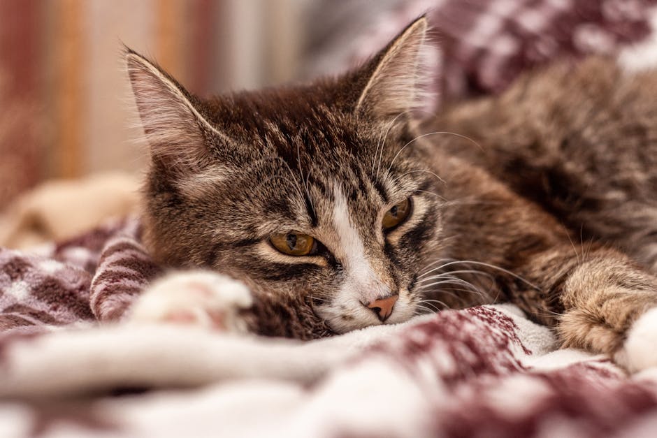 cat blanket