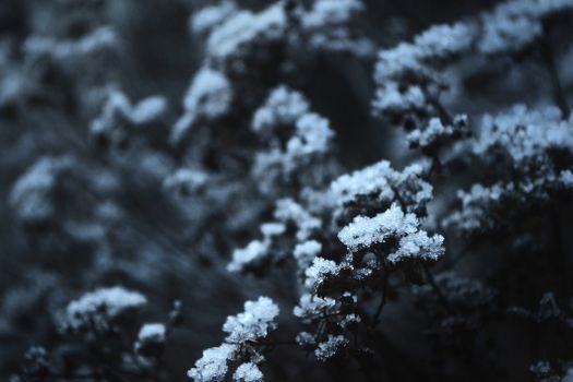 Moody monochrome photo of snow-covered flowers showcasing the beauty of winter in nature.