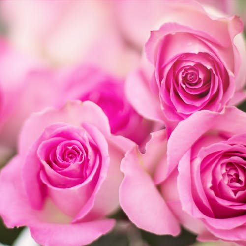 Assorted Color of Rose Flowers · Free Stock Photo