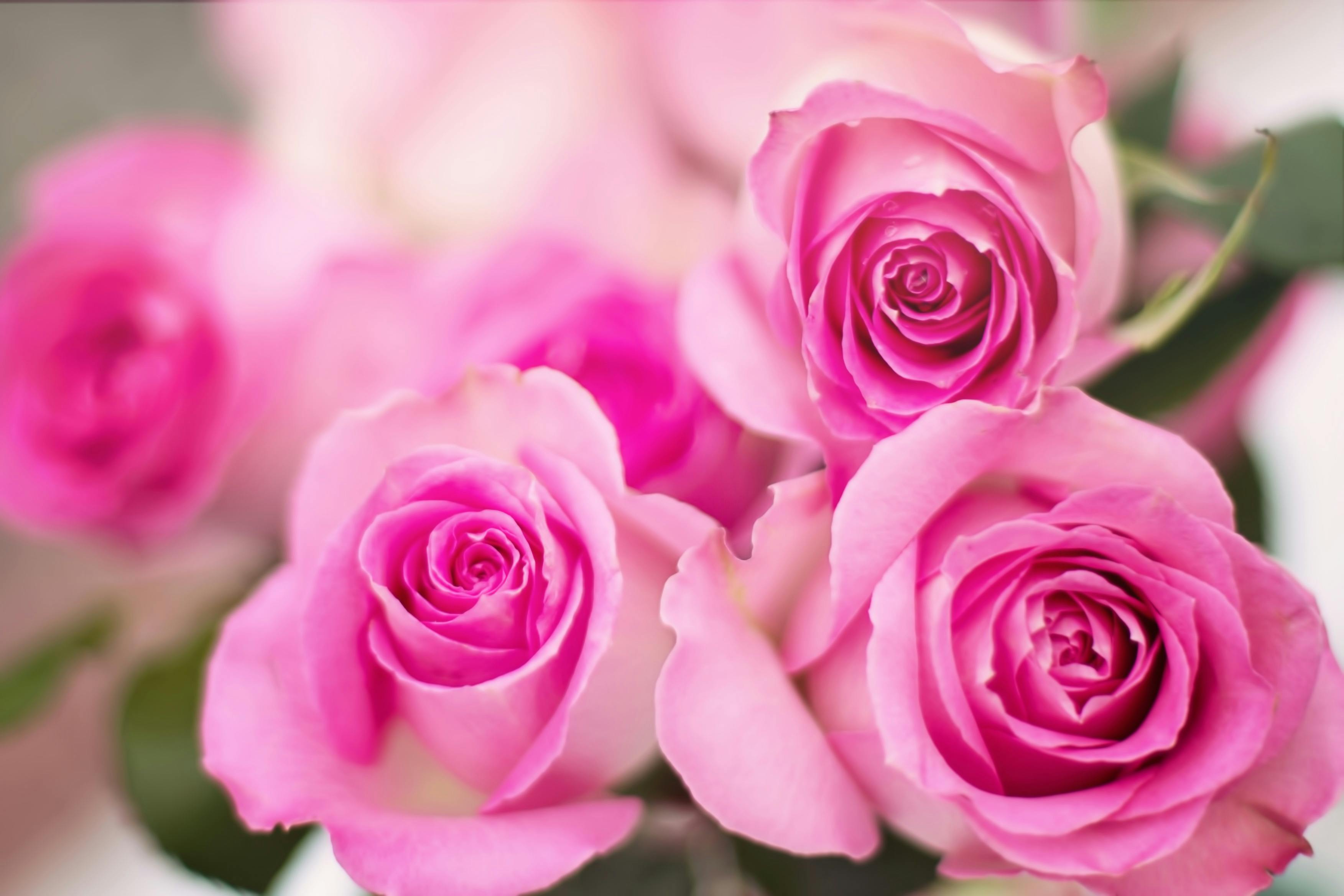 1000 Engaging Pink Roses Photos Pexels Free Stock Photos