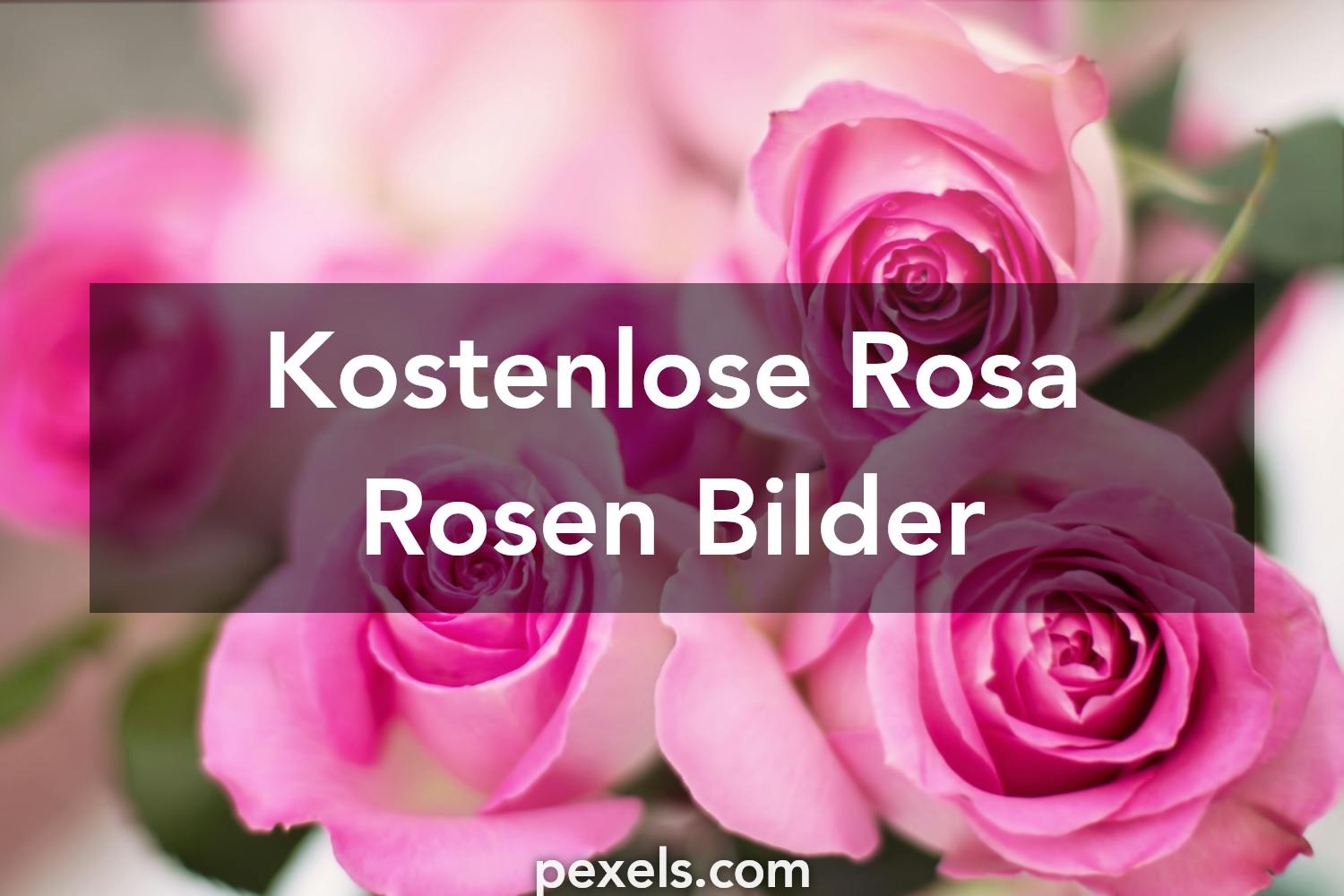 1000 Rosa Rosen Fotos · Pexels · Kostenlose Stock Fotos