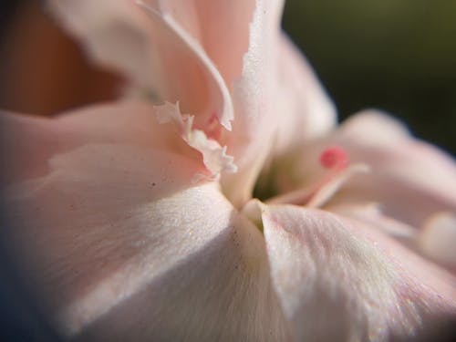Бесплатное стоковое фото с макросъемка, цветок