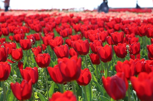 Picturesque scenery of big field with blooming red tulips in spring in Netherlands