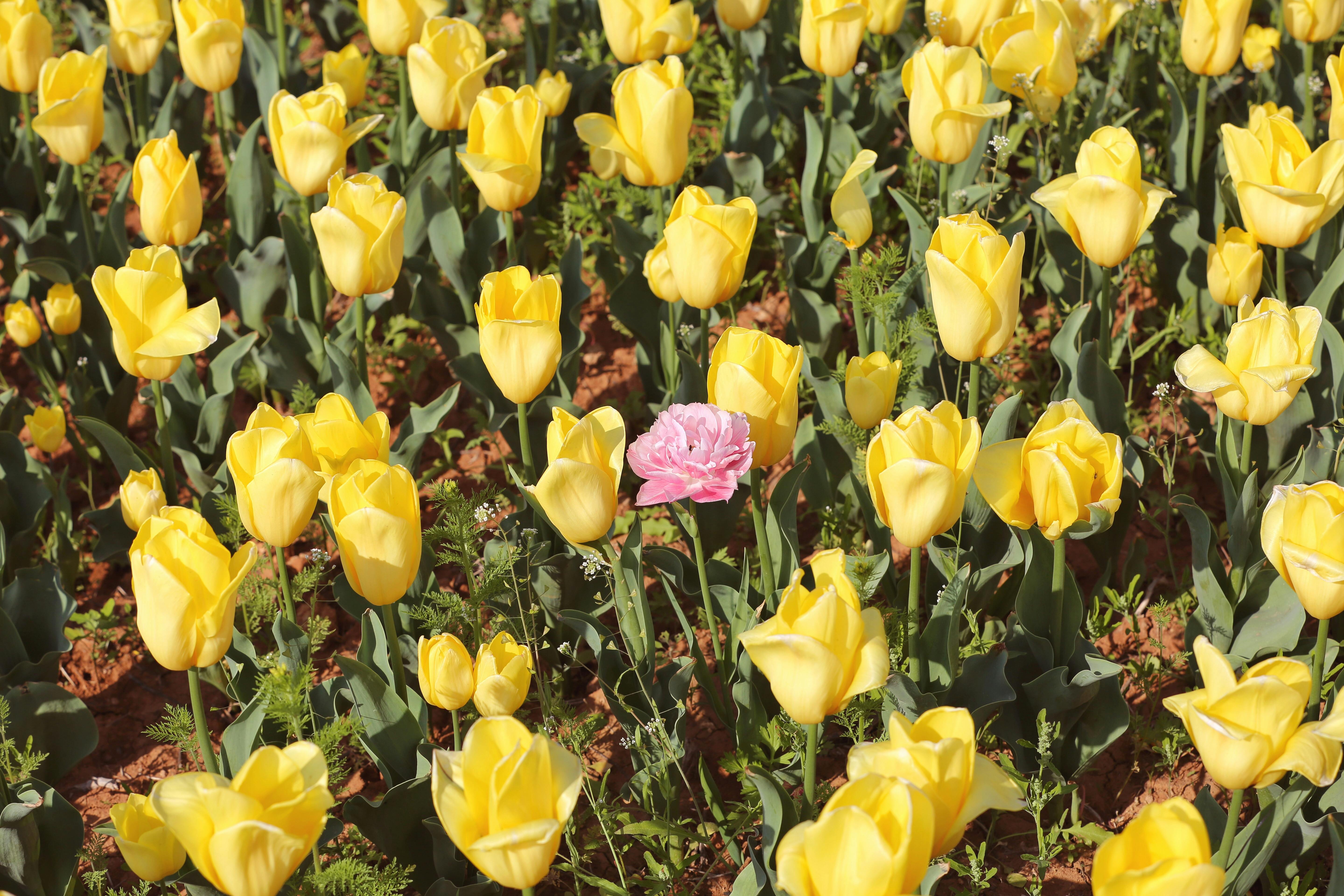 Han Gong124 Fotografie