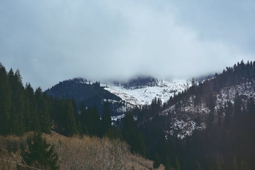 Бесплатное стоковое фото с безмятежный, вершина, вечнозеленый