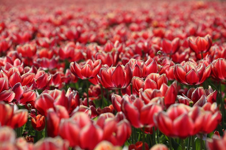 Blooming Red Tulip Field On Clear Day