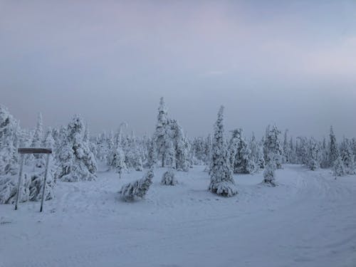 Winter forest with frozen trees and snowy valley