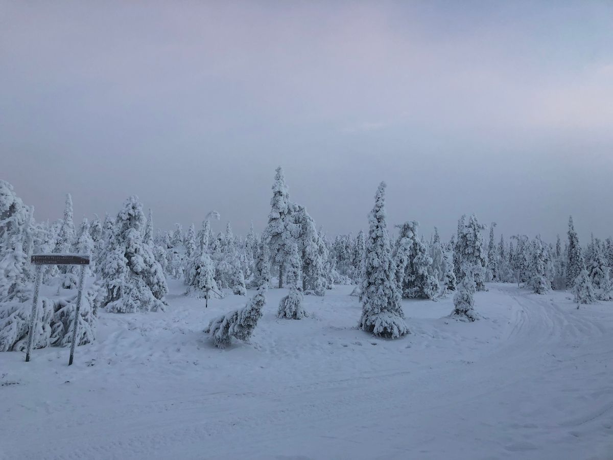 A winter forest with frozen trees and a snowy valley