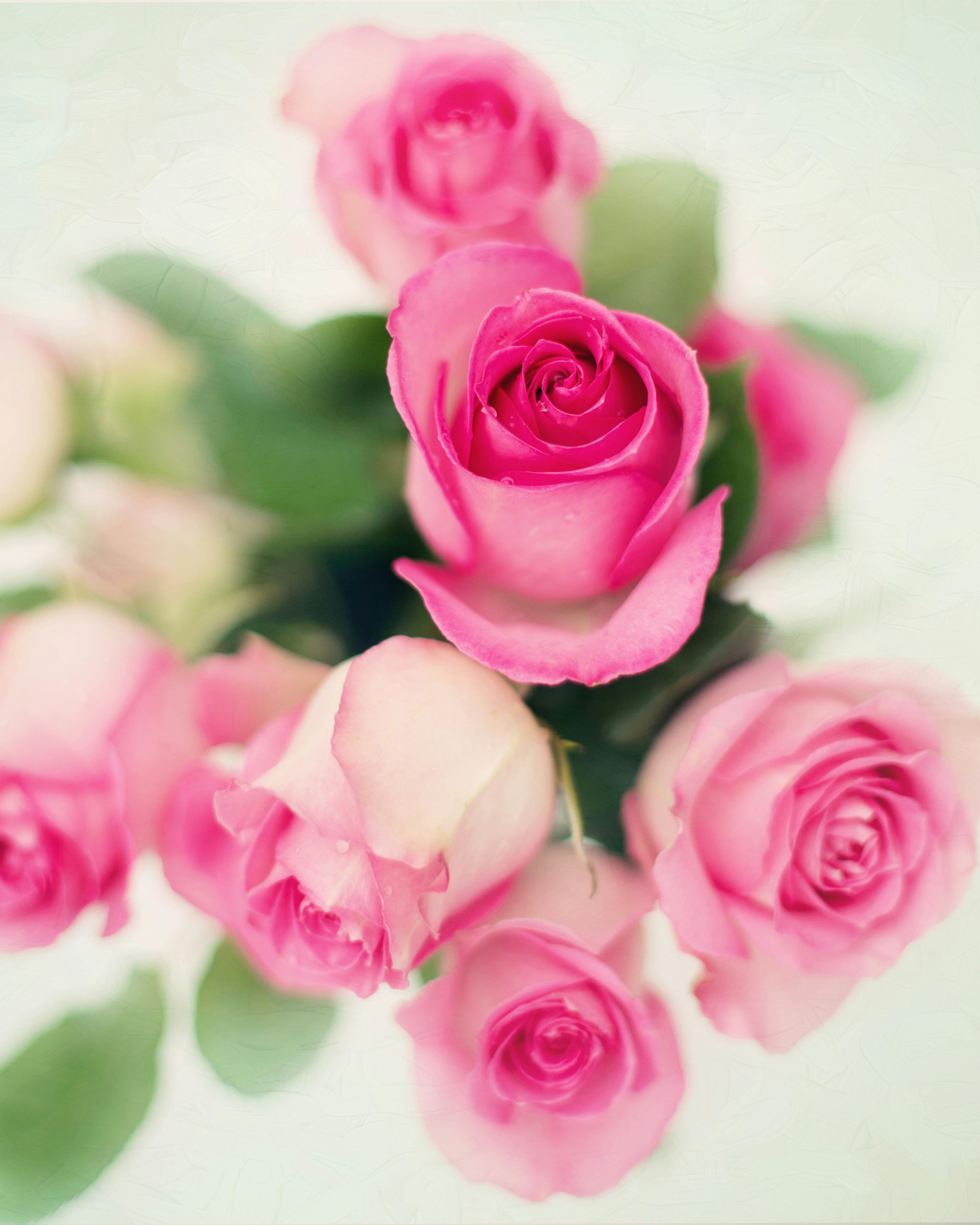 1000 Engaging Pink Roses Photos Pexels Free Stock Photos