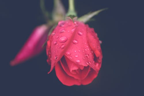 Free stock photo of after rain, flower, rain