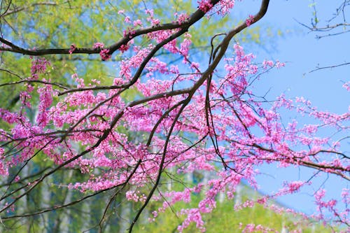 Free stock photo of beautiful flowers, cherry blossoms, spring