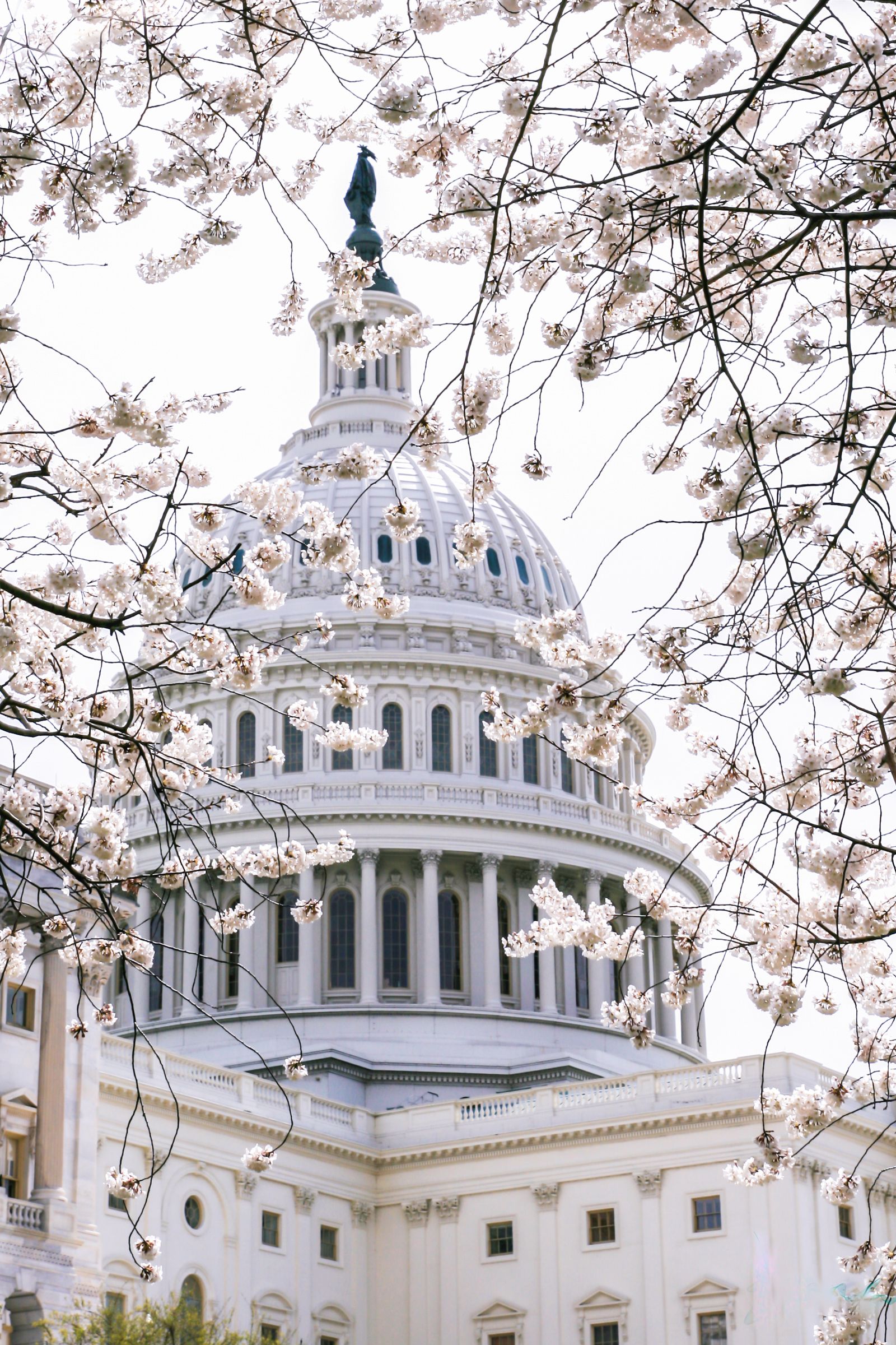 U.S. Capitol framed by cherry blossoms