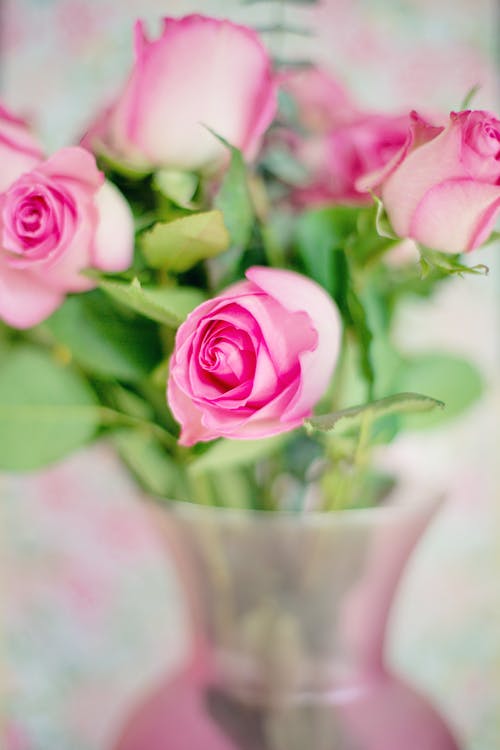 Gratuit Fleurs Roses Avec Feuilles Vertes Photos