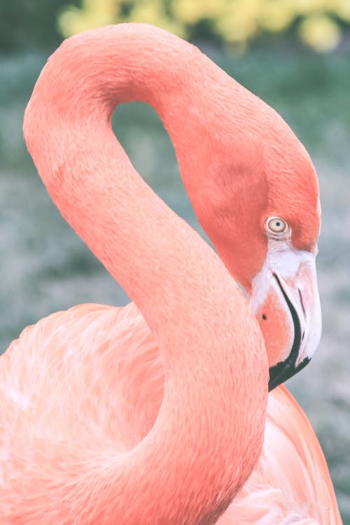 Portrait of Flamingo