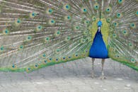 Blue and Green Peacock