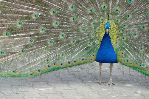 Free A majestic peacock showcasing its vibrant plumage with striking patterns. Stock Photo