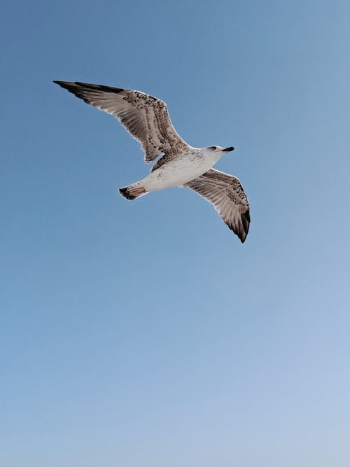 dar açılı çekim, gökyüzü, kuş içeren Ücretsiz stok fotoğraf