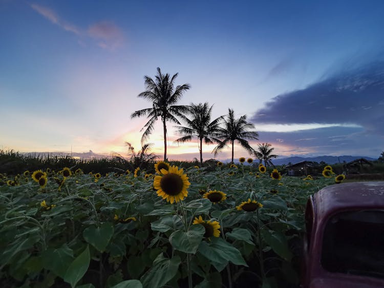 Red Car In Sunflower Field During Sunrise