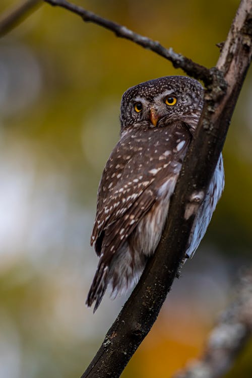 Brown Owl Perched on Tree Branch